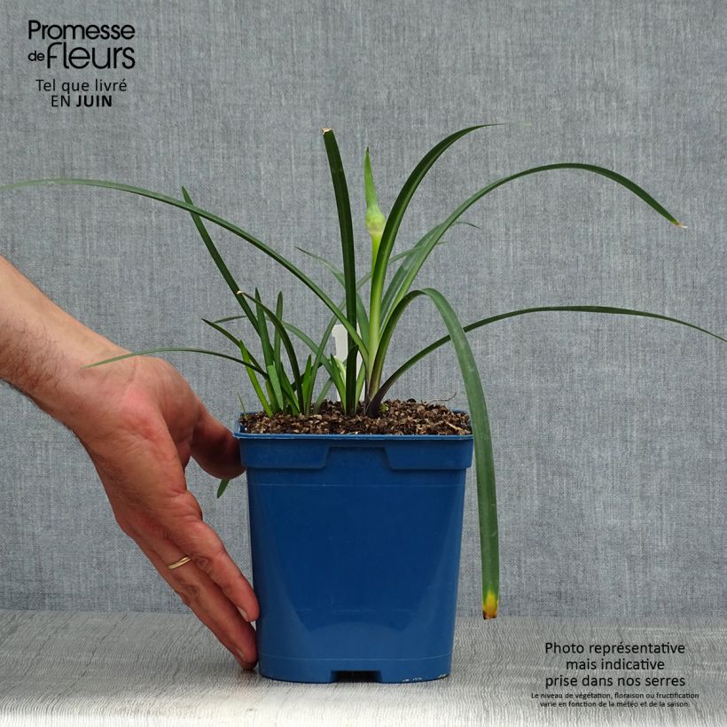 Exemplaar van Agapanthus Northern Star - Afrikaanse lelie Pot van 2 l/3 l zoals geleverd in de zomer