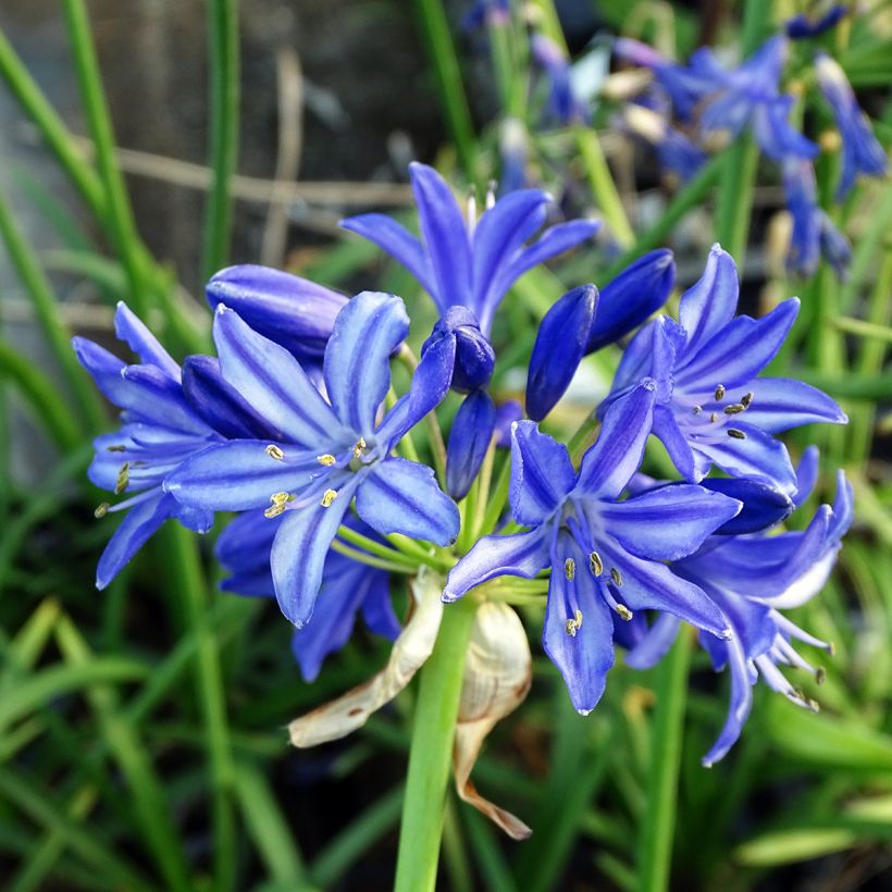 Agapanthus Northern Star - Afrikaanse lelie (Flowering)