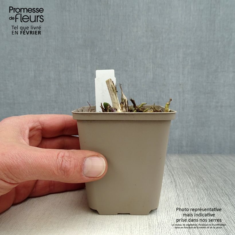 Example of Agapanthe Northern Star Kweekpotje van 8/9 cm as you get in hiver