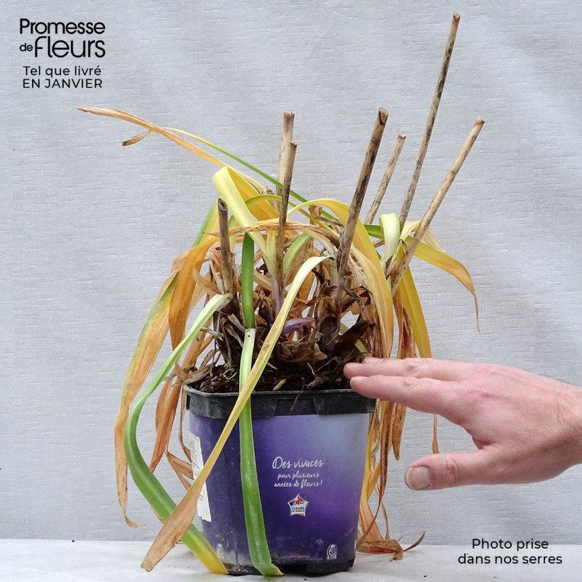 Example of Agapanthe Northern Star Pot van 2 l/3 l as you get in hiver