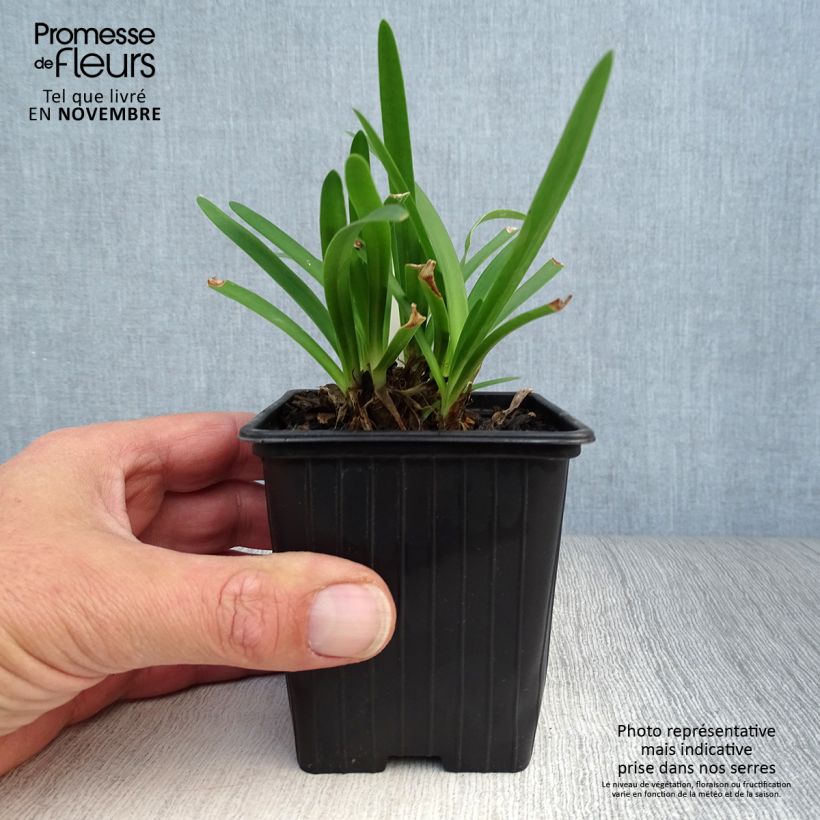 Exemplaar van Agapanthus Peter Pan - Afrikaanse lelie Kweekpotje van 8/9 cm zoals geleverd in de herfst
