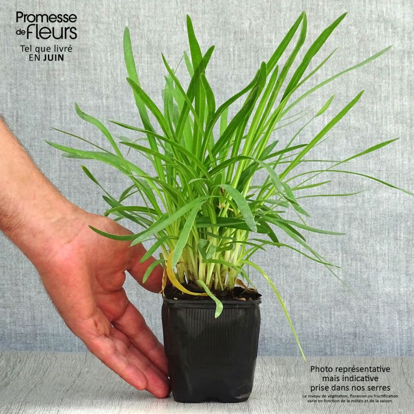 Exemplaar van Agapanthus Peter Pan - Afrikaanse lelie Kweekpotje van 8/9 cm zoals geleverd in de zomer