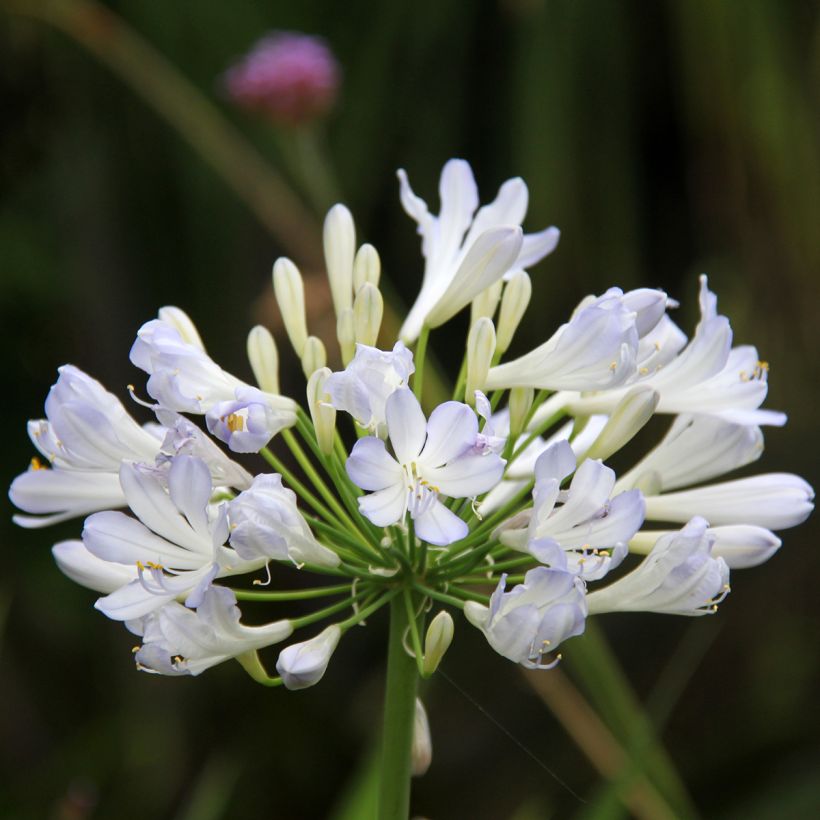 Agapanthus Phantom - Afrikaanse lelie (Bloei)