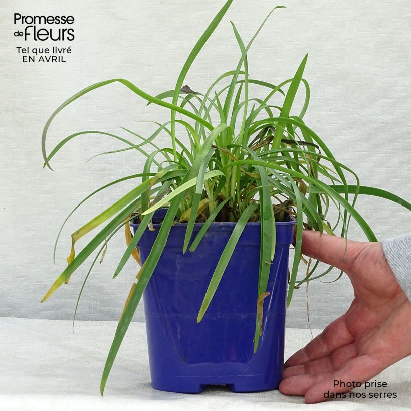Exemplaar van Agapanthus Pitchoune Blue - Afrikaanse lelie Pot van 2 l/3 l zoals geleverd in de lente