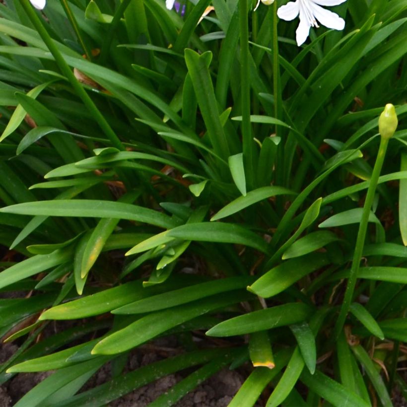 Agapanthus Pitchoune White - Afrikaanse lelie (Foliage)