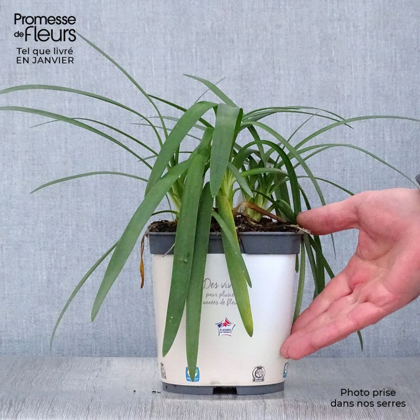 Example of Agapanthe Pitchoune White Pot van 2 l/3 l as you get in hiver