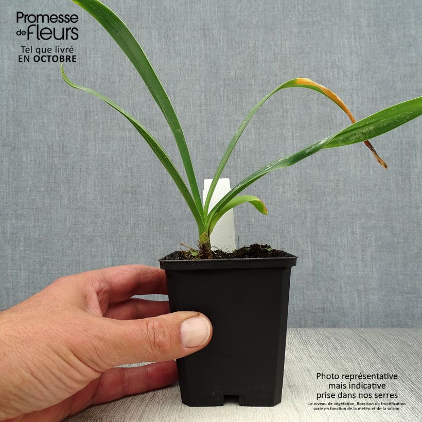 Exemplaar van Agapanthus Polar Ice - Afrikaanse lelie Kweekpotje van 8/9 cm zoals geleverd in de herfst
