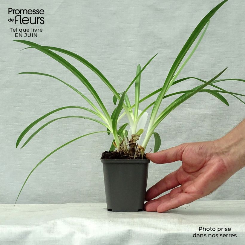 Exemplaar van Agapanthus Polar Ice - Afrikaanse lelie Kweekpotje van 8/9 cm zoals geleverd in de zomer