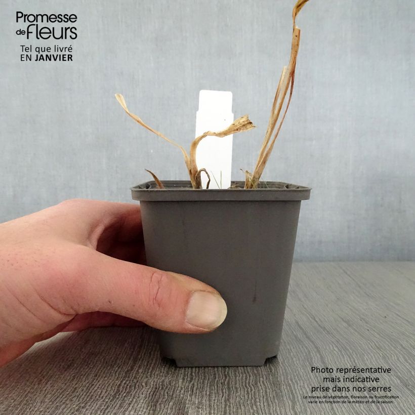 Example of Agapanthe Polar Ice Kweekpotje van 8/9 cm as you get in hiver