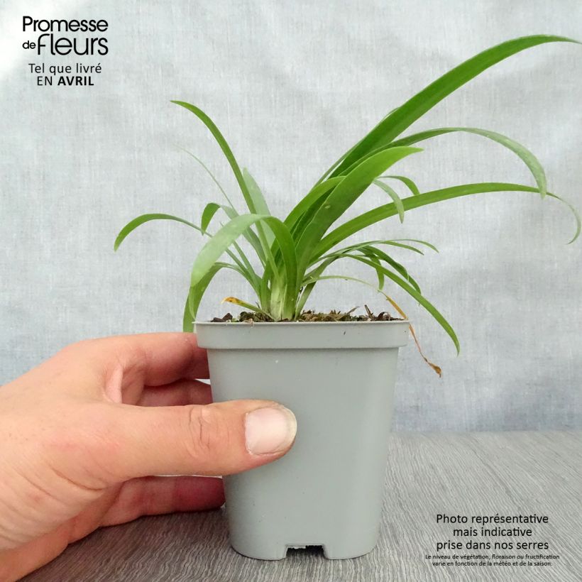 Exemplaar van Agapanthus Pretty Sandy - Afrikaanse lelie Kweekpotje van 8/9 cm zoals geleverd in de lente