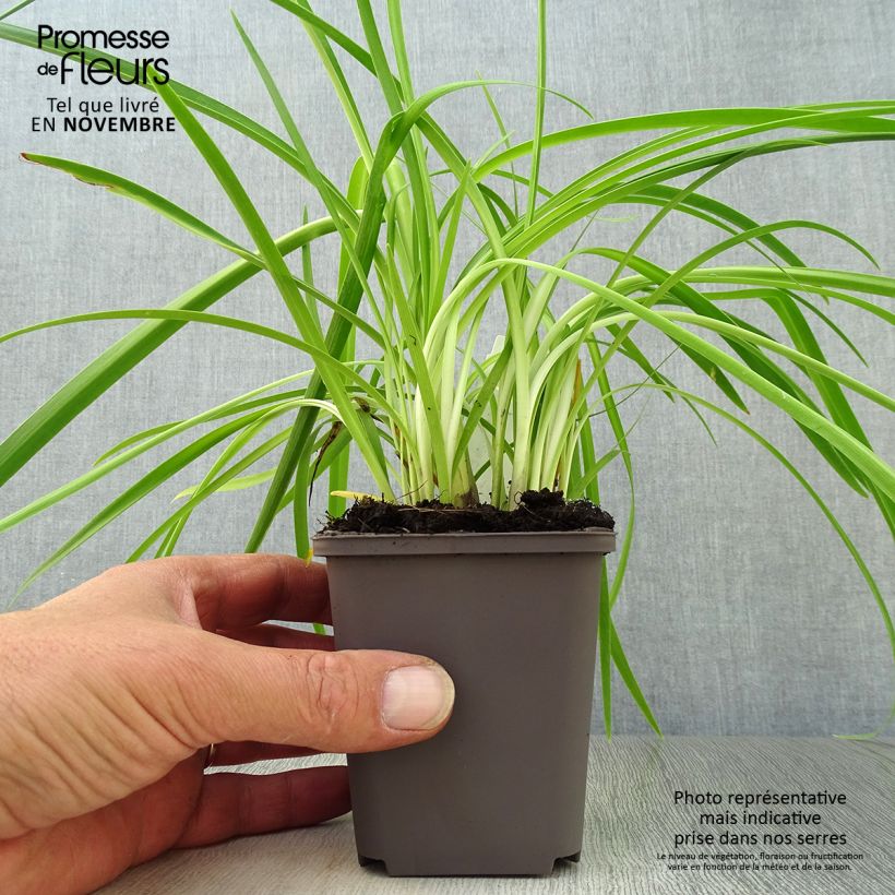 Exemplaar van Agapanthus Purple Cloud - Afrikaanse lelie Kweekpotje van 8/9 cm zoals geleverd in de herfst