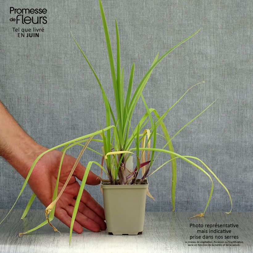 Exemplaar van Agapanthus Purple Cloud - Afrikaanse lelie Kweekpotje van 8/9 cm zoals geleverd in de zomer