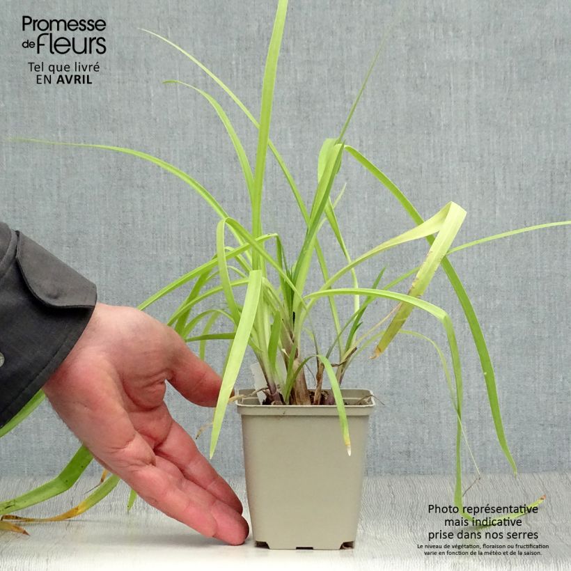 Exemplaar van Agapanthus Purple Cloud - Afrikaanse lelie Kweekpotje van 8/9 cm zoals geleverd in de lente