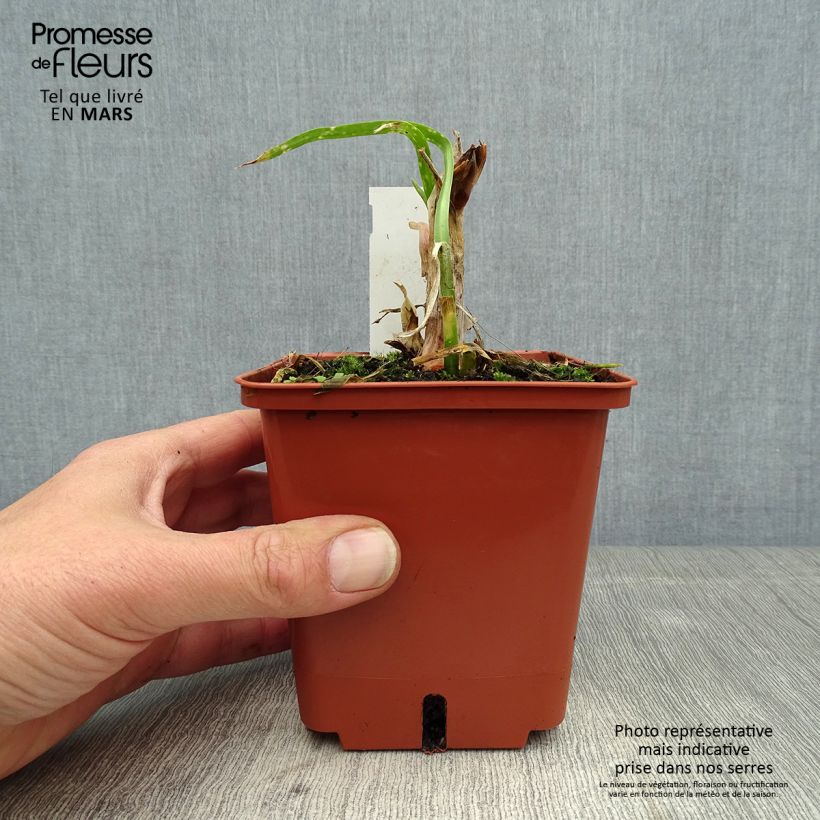 Exemplaar van Agapanthus Purple Cloud - Afrikaanse lelie Pot van 1 l/1,5 l zoals geleverd in de lente