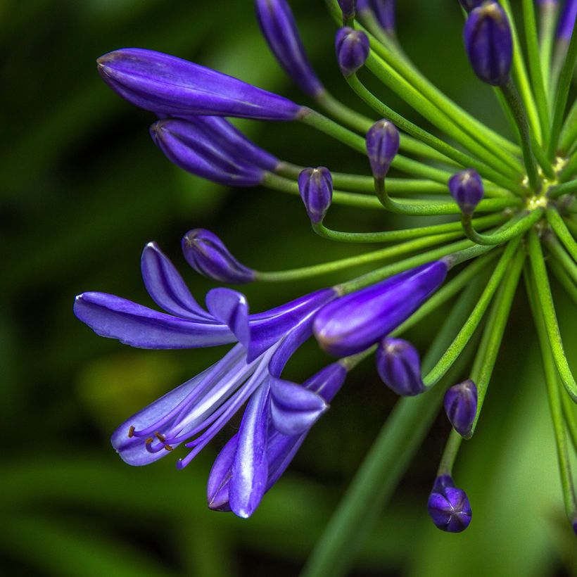 Agapanthus Purple Cloud - Afrikaanse lelie (Bloei)
