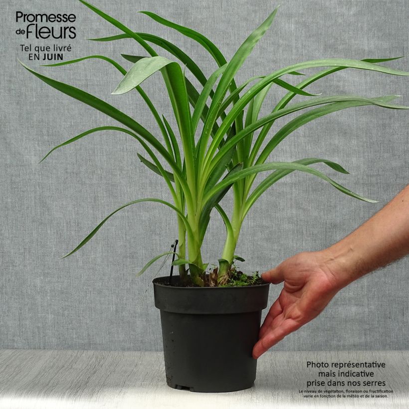 Exemplaar van Agapanthus Purple Heart - Afrikaanse lelie Pot van 2 l/3 l zoals geleverd in de zomer