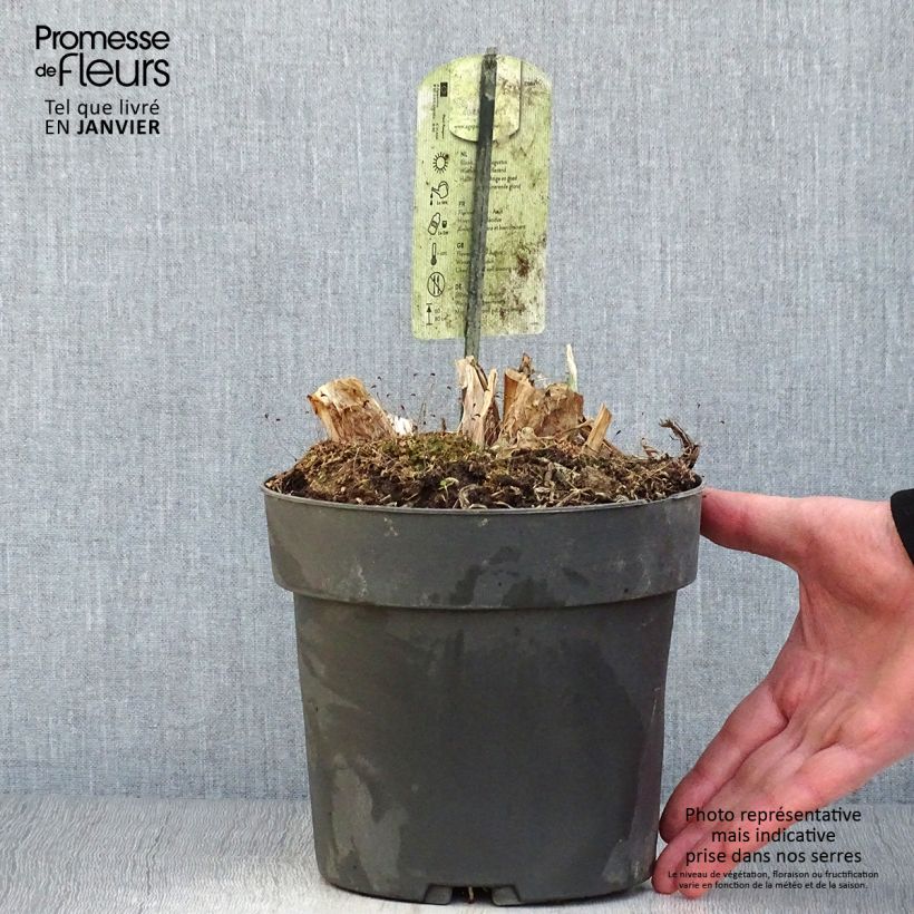 Example of Agapanthe Purple Heart Pot van 2 l/3 l as you get in hiver