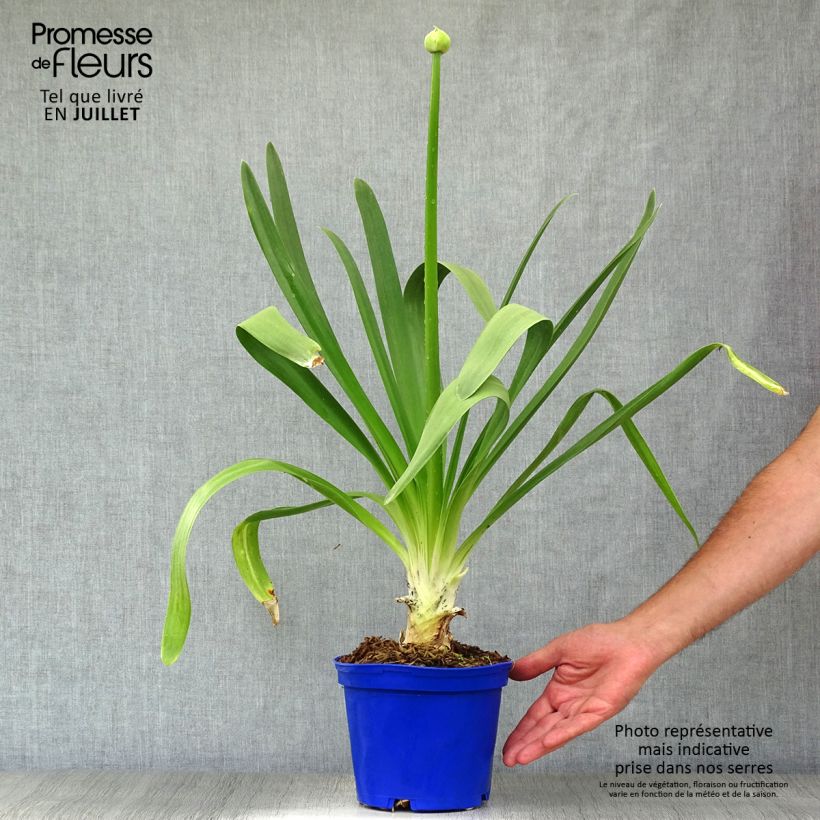 Exemplaar van Agapanthus Queen Mum - Afrikaanse lelie Pot van 2 l/3 l zoals geleverd in de zomer
