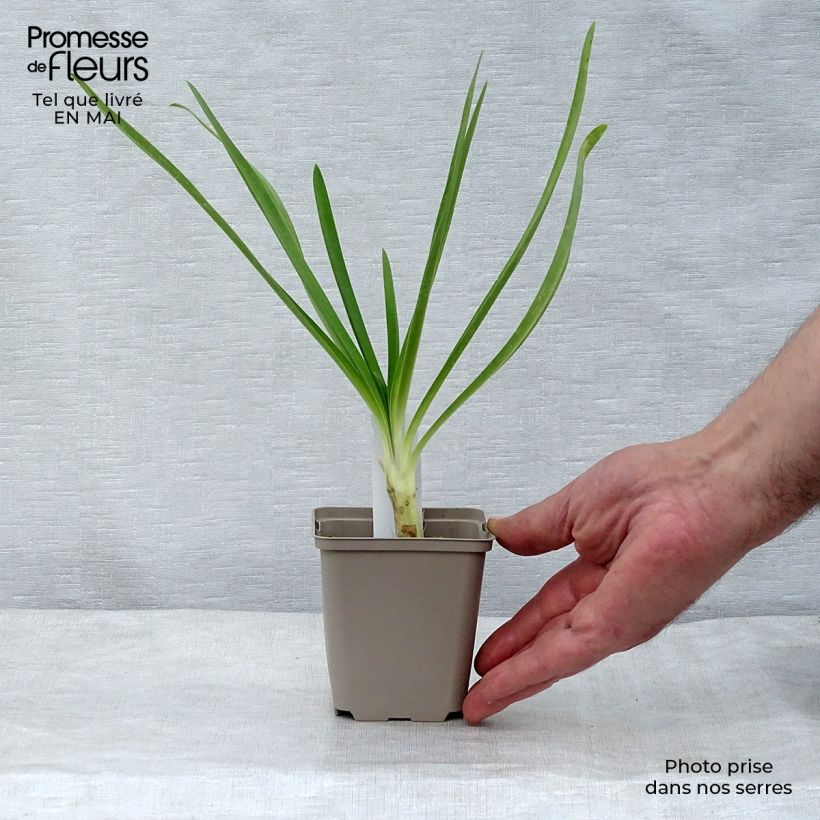 Exemplaar van Agapanthus Queen Mum - Afrikaanse lelie Kweekpotje van 8/9 cm zoals geleverd in de lente