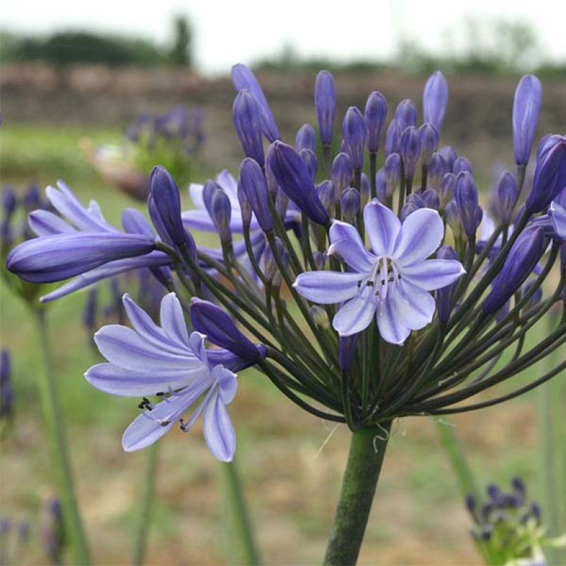 Agapanthus Rosewarne - Afrikaanse lelie (Flowering)