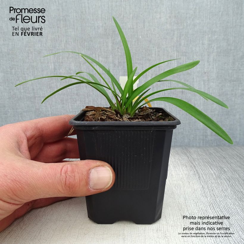 Example of Agapanthe Rosewarne Kweekpotje van 8/9 cm as you get in hiver