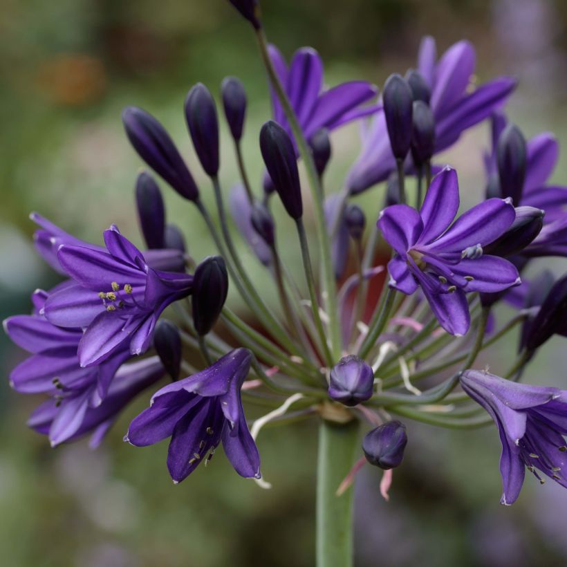 Agapanthus Royal Velvet - Afrikaanse lelie (Flowering)