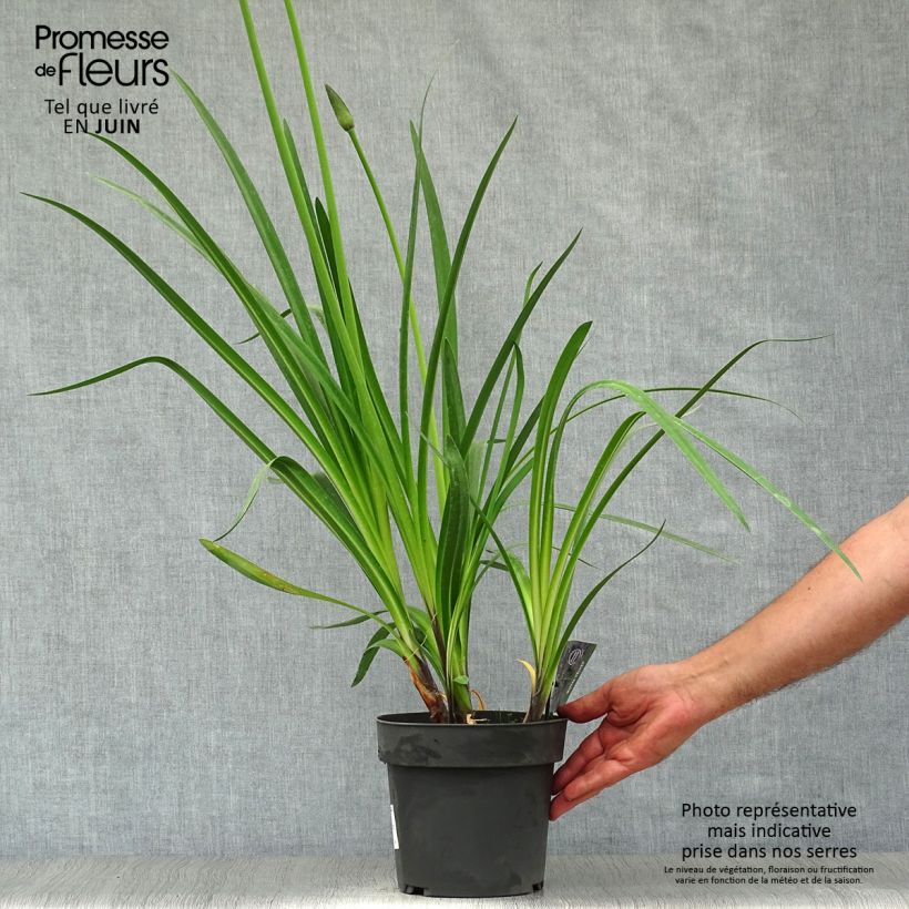 Exemplaar van Agapanthus Royal Velvet - Afrikaanse lelie Pot van 2 l/3 l zoals geleverd in de zomer