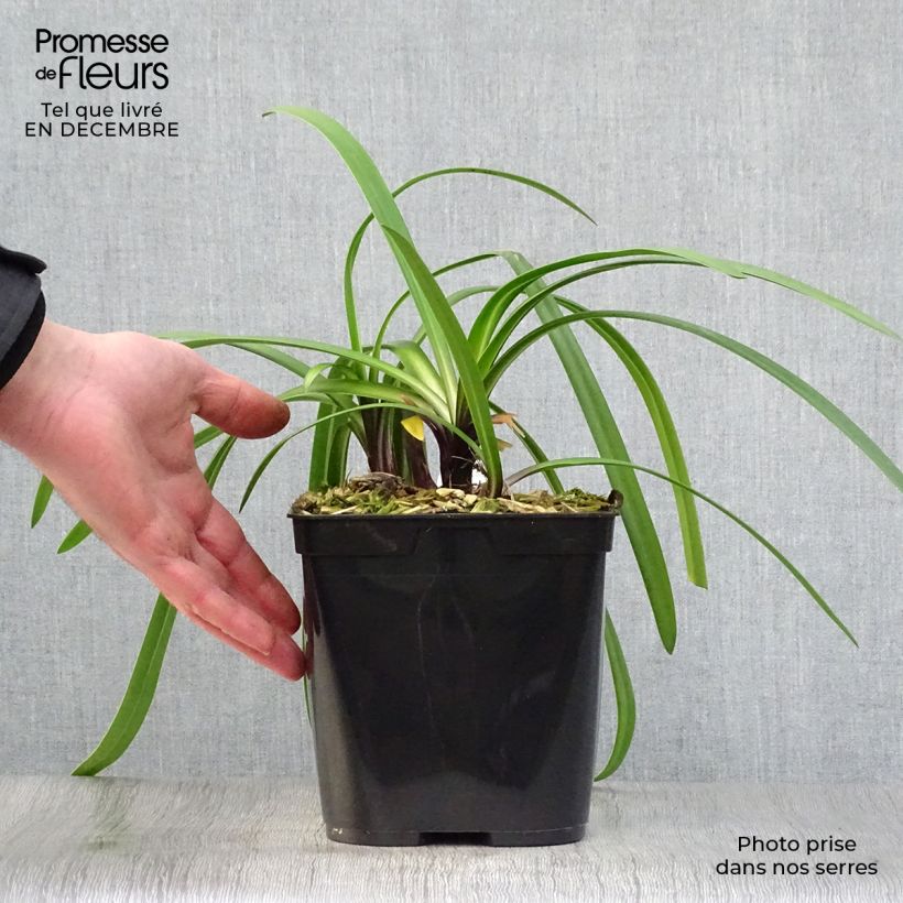 Example of Agapanthe Royal Velvet Pot van 2 l/3 l as you get in hiver