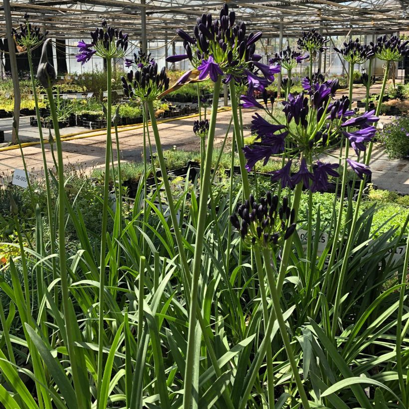 Agapanthus Royal Velvet - Afrikaanse lelie (Plant habit)
