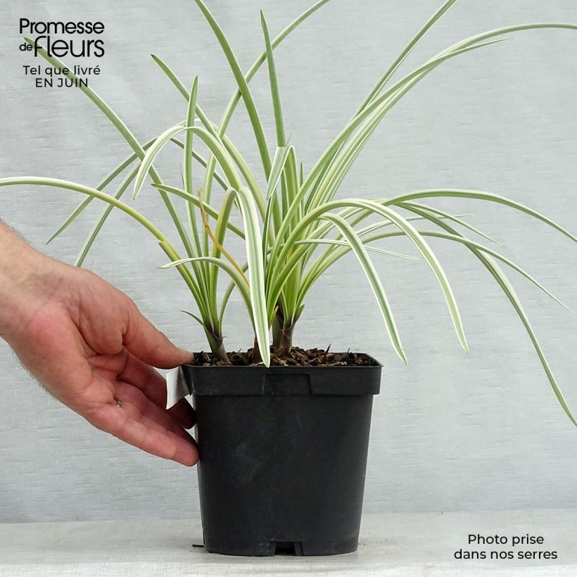 Exemplaar van Agapanthus Silver Moon - Afrikaanse lelie Pot van 1 l/1,5 l zoals geleverd in de zomer