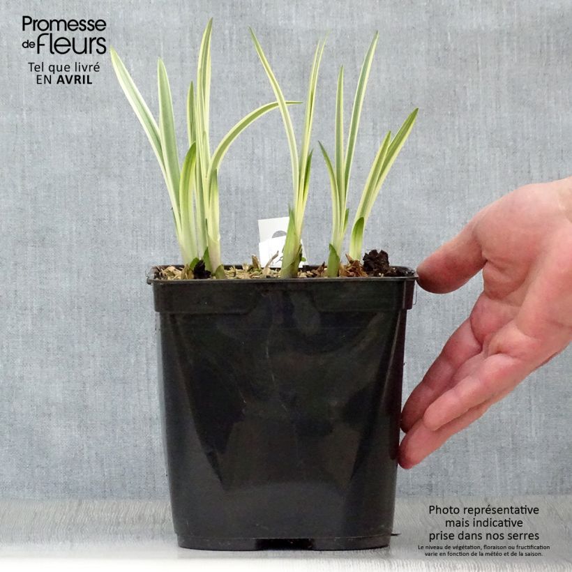 Exemplaar van Agapanthus Silver Moon - Afrikaanse lelie Pot van 1 l/1,5 l zoals geleverd in de lente