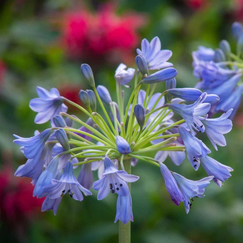 Agapanthus Southern Cross - Afrikaanse lelie (Bloei)