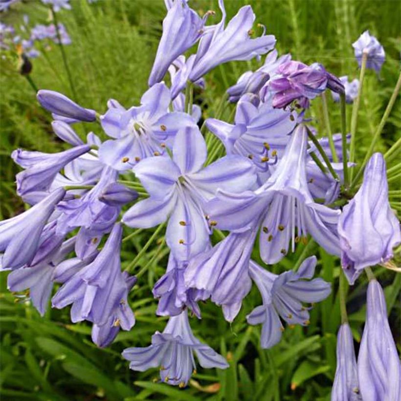 Agapanthus Stars and Stripes - Afrikaanse lelie (Flowering)