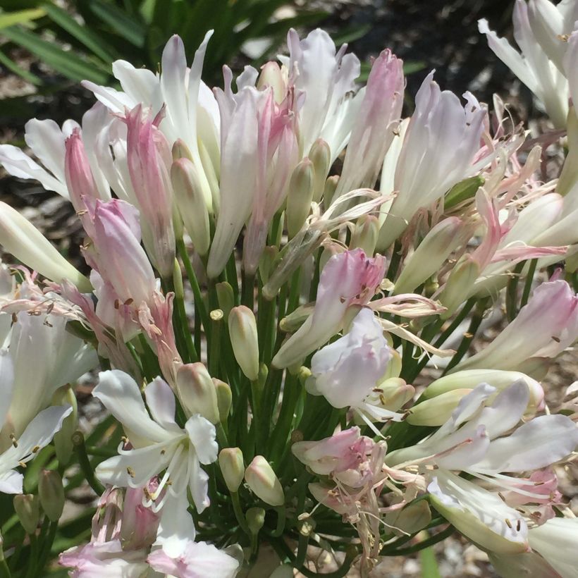 Agapanthus Strawberry Ice - Afrikaanse lelie (Flowering)