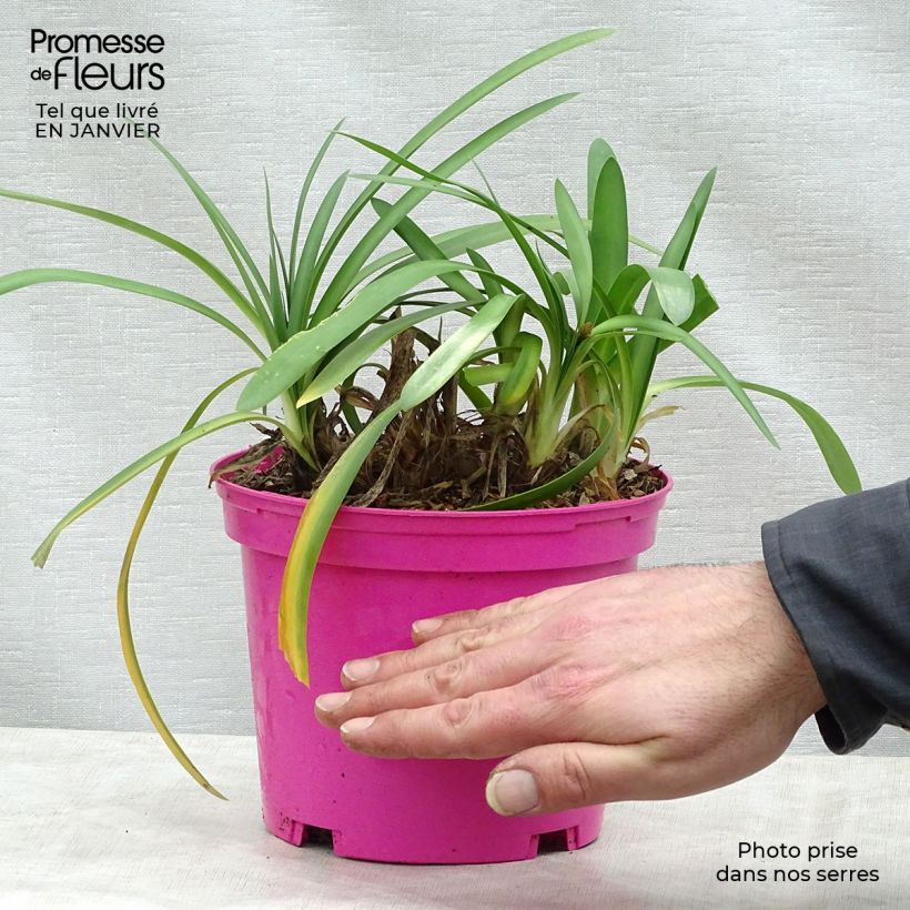 Example of Agapanthe Strawberry Ice Pot van 2 l/3 l as you get in hiver