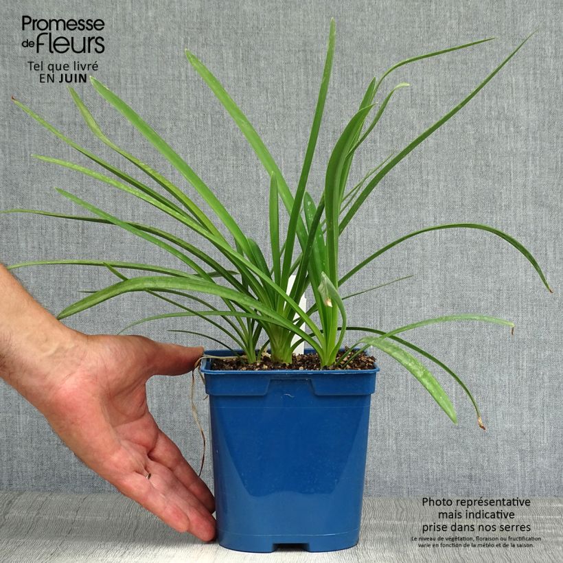 Exemplaar van Agapanthus Strawberry Ice - Afrikaanse lelie Pot van 2 l/3 l zoals geleverd in de zomer