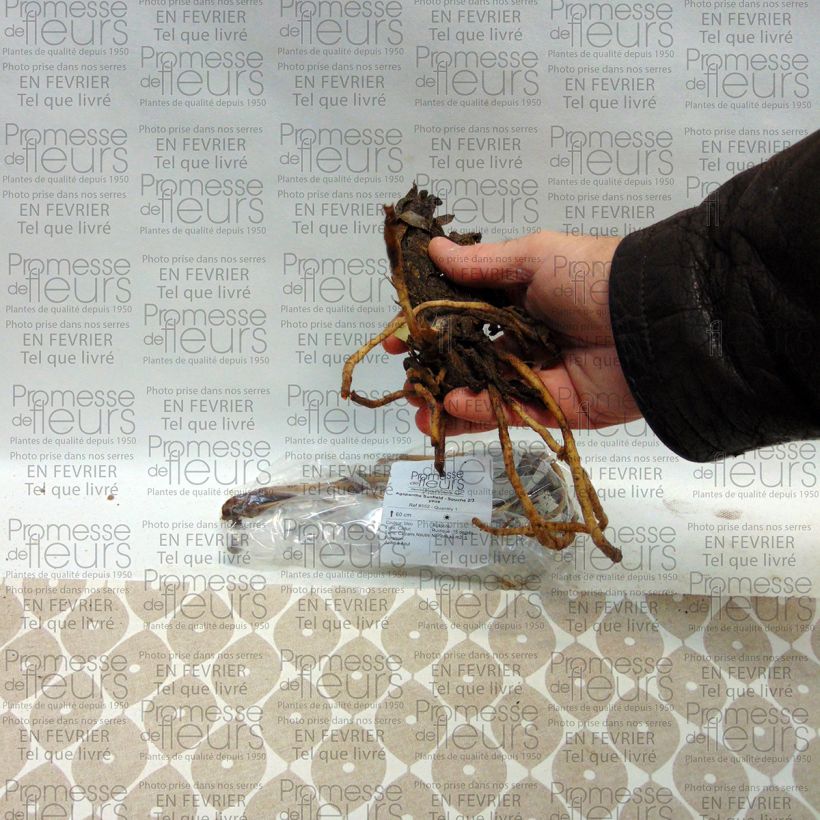 Example of Agapanthe Sunfield Stronk, 1–2 ogen as you get