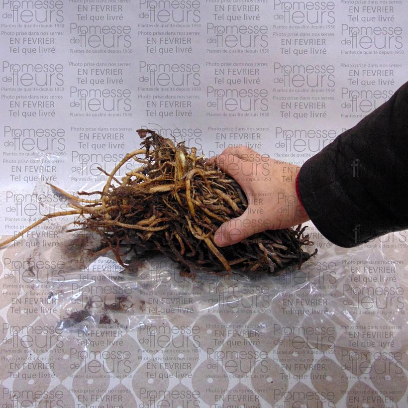 Example of Agapanthe Sunfield Stam 5 ogen en meer as you get