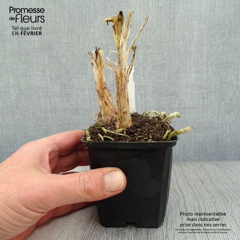 Example of Agapanthe Twister Kweekpotje van 8/9 cm as you get in hiver