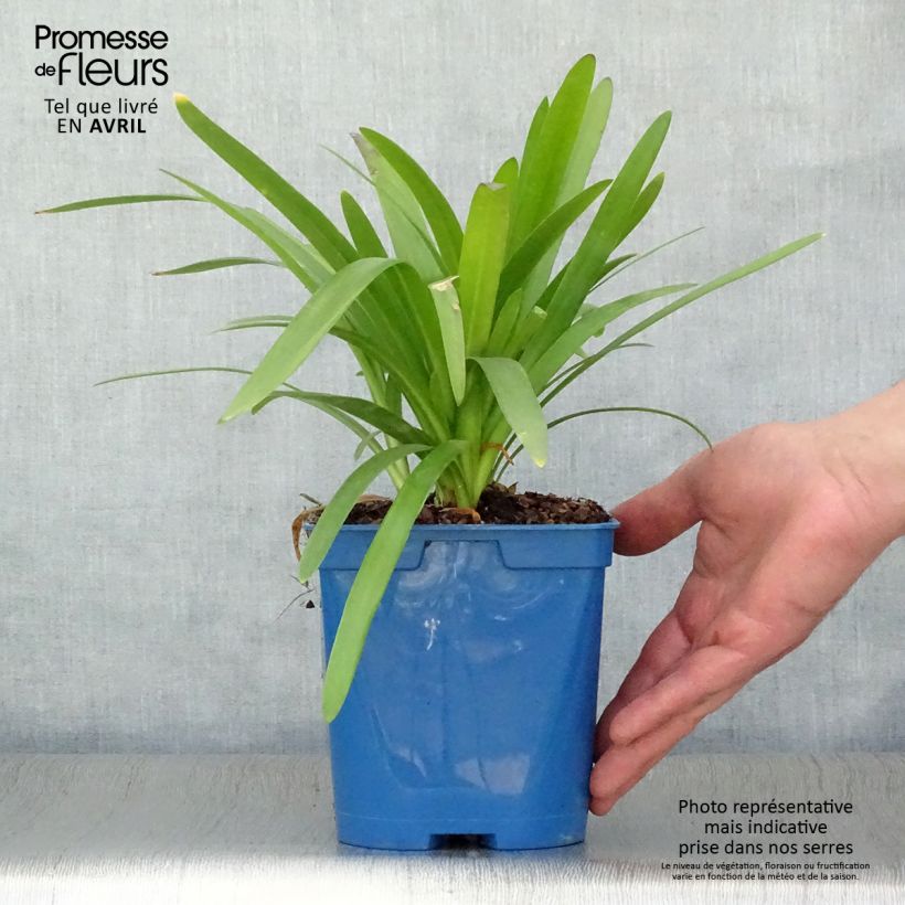 Exemplaar van Agapanthus Twister - Afrikaanse lelie Pot van 1,5 l/2 l zoals geleverd in de lente