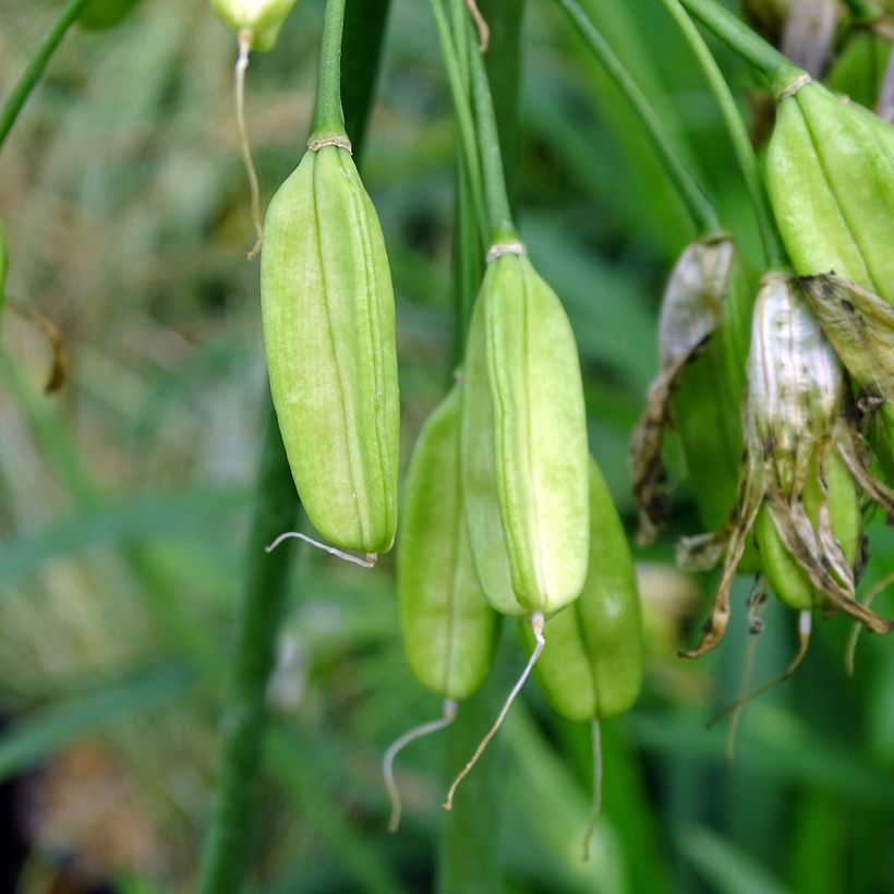 Agapanthus Twister - Afrikaanse lelie (Harvest)