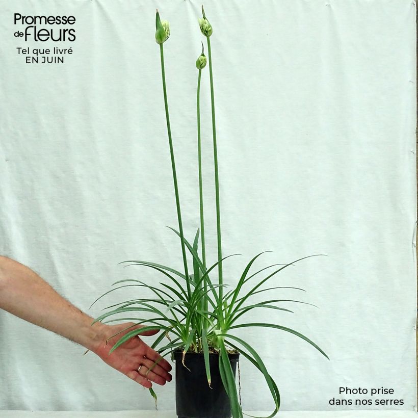 Exemplaar van Agapanthus Twister - Afrikaanse lelie Pot van 3 l/4 l zoals geleverd in de zomer
