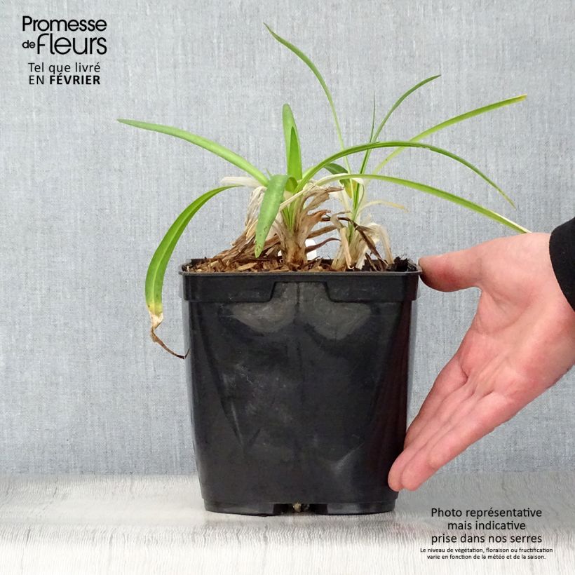 Example of Agapanthe Twister Pot van 3 l/4 l as you get in hiver