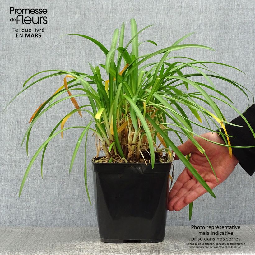 Exemplaar van Agapanthus Vallée de la Romanche - Afrikaanse lelie Pot van 2 l/3 l zoals geleverd in de lente