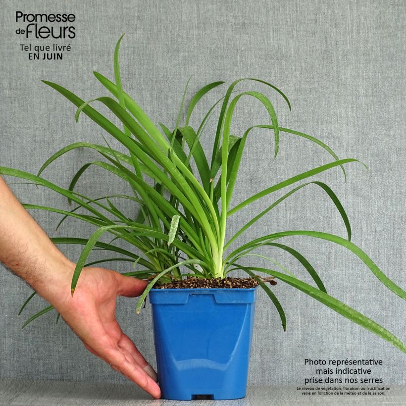 Exemplaar van Agapanthus Vallée de la Sarthe - Afrikaanse lelie Pot van 2 l/3 l zoals geleverd in de zomer