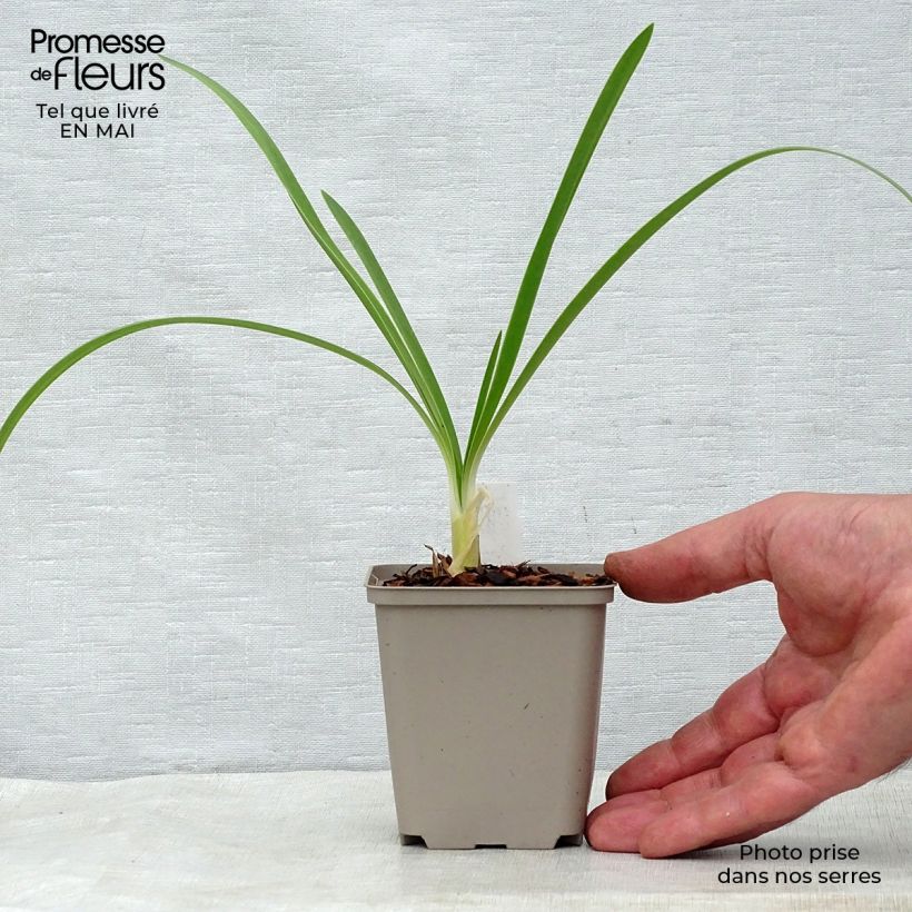 Exemplaar van Agapanthus White Heaven - Afrikaanse lelie Kweekpotje van 8/9 cm zoals geleverd in de lente