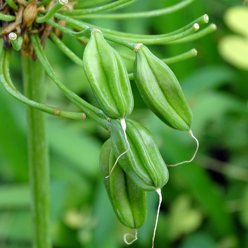 Agapanthus White Heaven - Afrikaanse lelie (Harvest)
