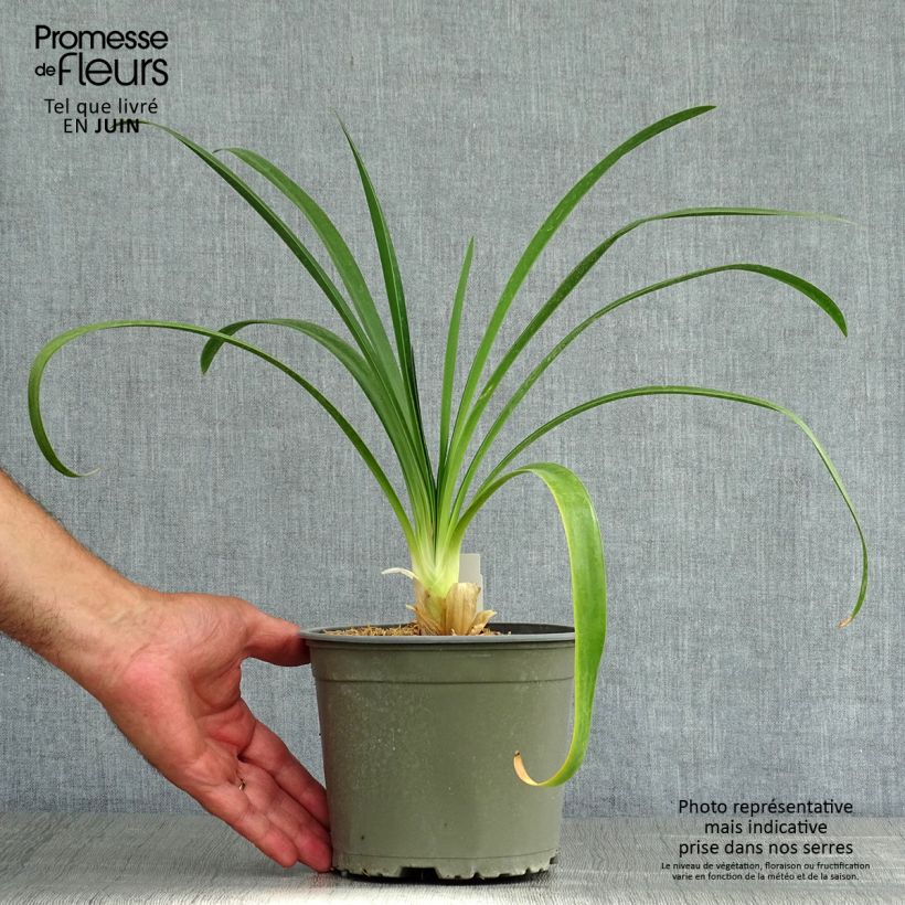 Exemplaar van Agapanthus White Heaven - Afrikaanse lelie Pot van 2 l/3 l zoals geleverd in de zomer