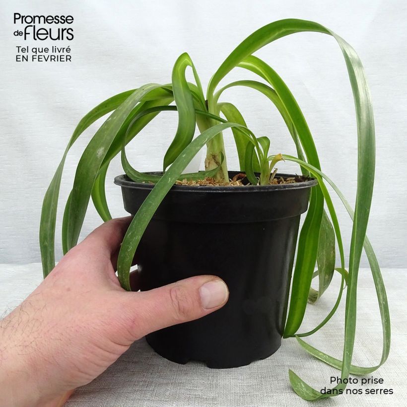 Example of Agapanthus White Heaven - Afrikaanse lelie Pot van 2 l/3 l as you get in hiver