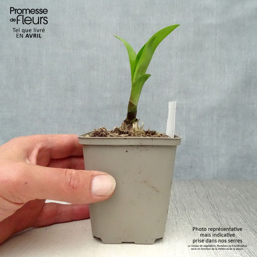 Exemplaar van Agapanthus Windsor Grey - Afrikaanse lelie Kweekpotje van 8/9 cm zoals geleverd in de lente